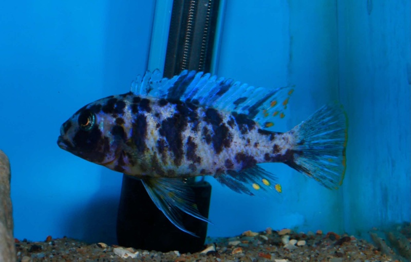 Maylandia fainzilberi 'Nsele'